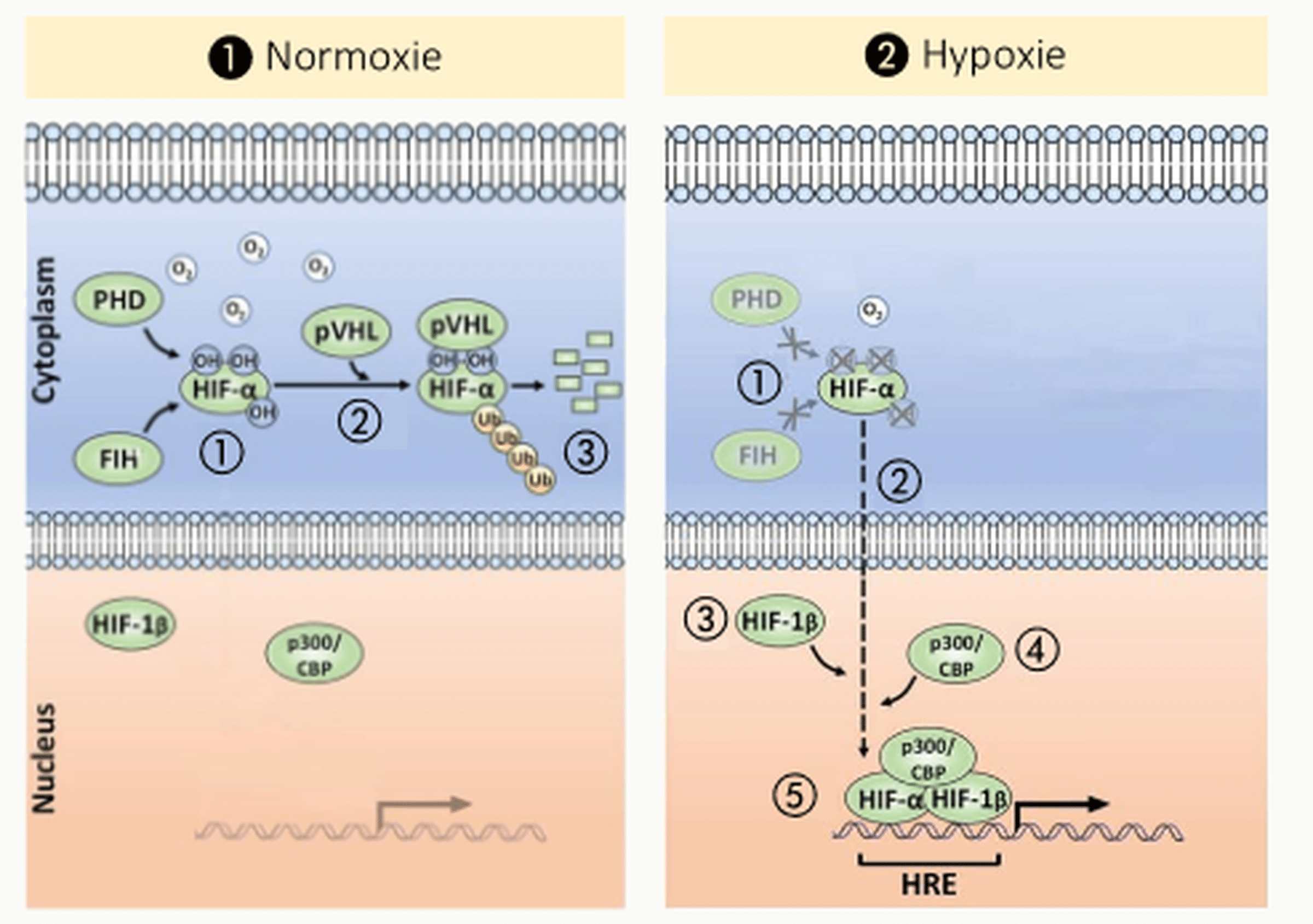 Régulation de HIF-1α en normoxie (hydroxylation par PHD, ubiquitinylation par pVHL, dégradation par le protéasome) et en hypoxie (stabilisation, translocation nucléaire, activation transcriptionnelle des gènes cibles).