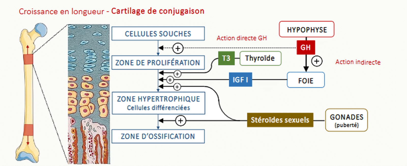 Schéma synthétique des trois axes hormonaux régulant le cartilage.