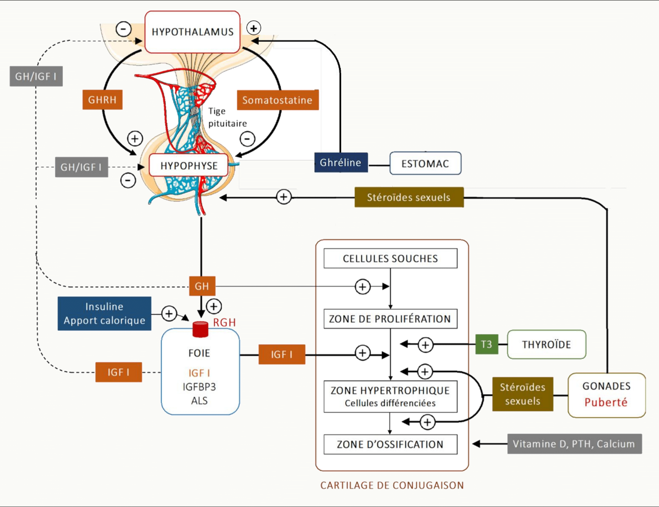 Schéma intégré régulation hormonale et locale du cartilage de croissance.