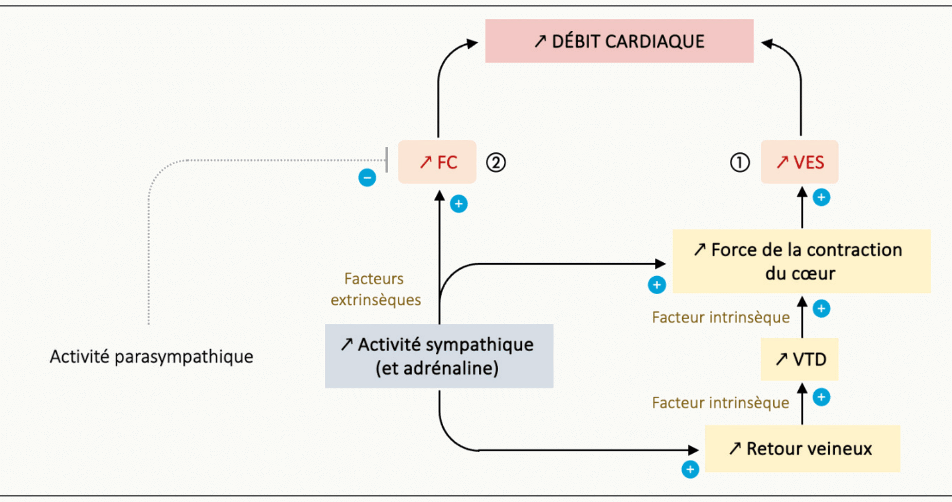 Schéma en boucle de la régulation du débit cardiaque à l'effort : le débit cardiaque Q̇c dépend de la fréquence cardiaque FC (② ↗ par diminution du parasympathique et augmentation du sympathique/adrénaline) et du volume d'éjection systolique VES (① ↗ par la force de contraction du cœur — facteur intrinsèque, et par l'augmentation du retour veineux → ↗ VTD — facteur extrinsèque).