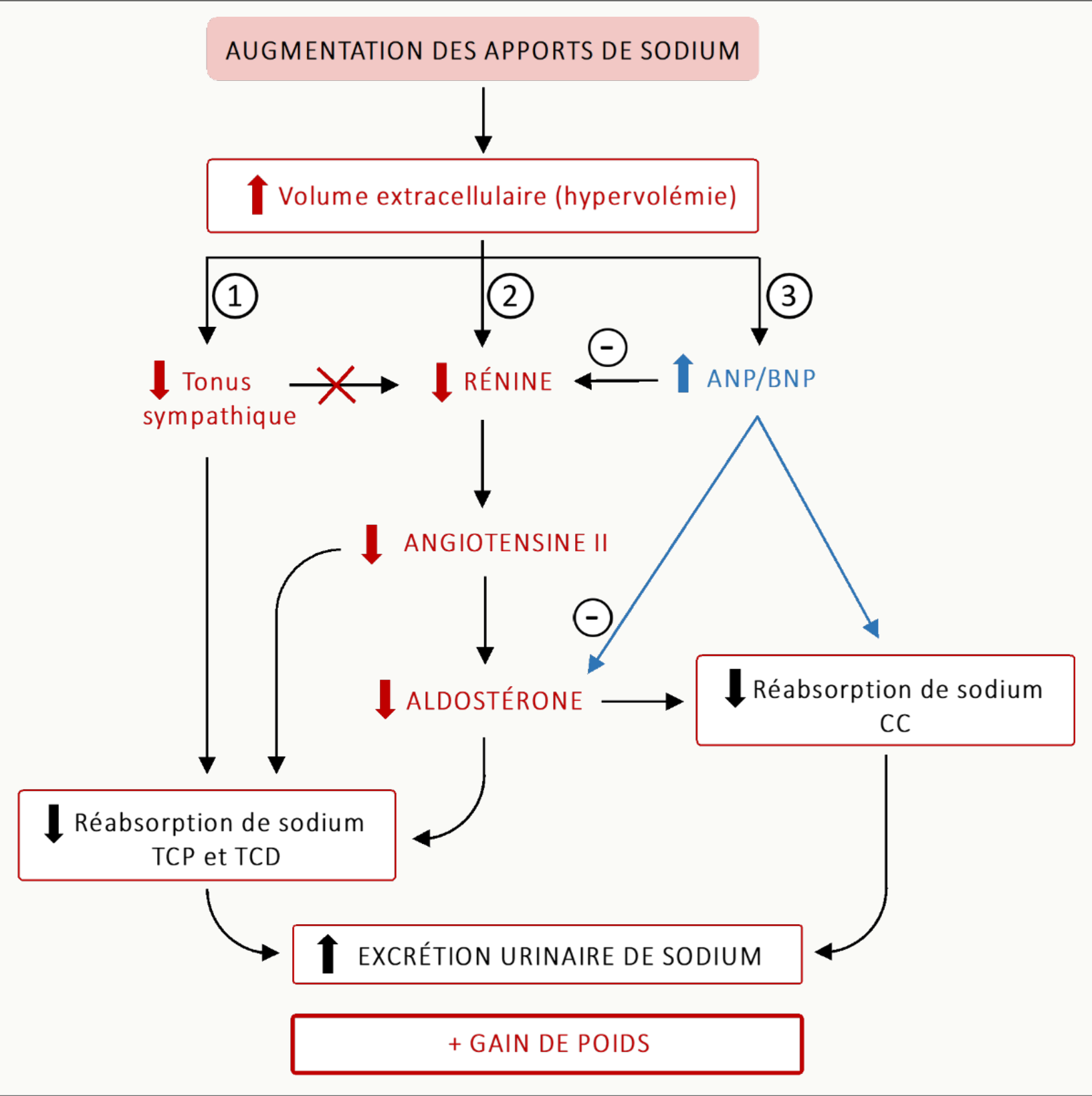 Arbre de régulation face à une augmentation des apports sodés : hypervolémie → baisse simultanée du tonus sympathique et de la rénine, hausse des peptides natriurétiques (ANP/BNP), diminution de l'aldostérone, chute de la réabsorption au TCP-TCD et au canal collecteur, augmentation finale de l'excrétion urinaire de sodium