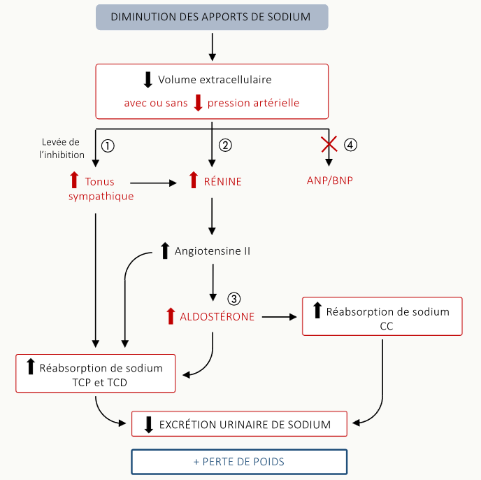 Arbre miroir face à une diminution des apports sodés : hypovolémie → hausse du tonus sympathique et de la rénine, chute de l'ANP/BNP, angiotensine II ↑ puis aldostérone ↑, augmentation de la réabsorption au TCP-TCD et au canal collecteur, baisse de l'excrétion urinaire de sodium et perte de poids finale