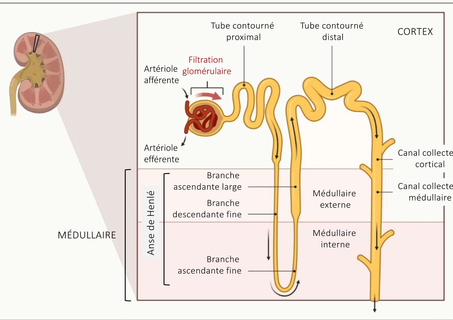 Zoom sur un néphron cortico-médullaire : artériole afférente et efférente, glomérule, tube contourné proximal, anse de Henlé plongeant dans la médullaire, tube contourné distal et canal collecteur cheminant vers la papille