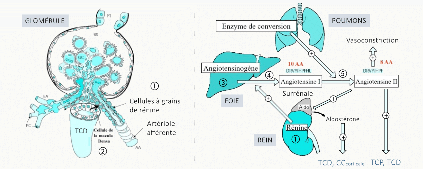 Double planche : appareil juxtaglomérulaire d'un glomérule (artériole afférente, macula densa du TCD, cellules à grains sécrétant la rénine) et rappel de la cascade SRAA reliant foie (angiotensinogène), rein (rénine), poumons (enzyme de conversion) et surrénale (aldostérone)