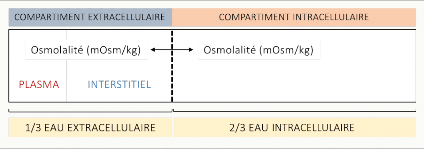 Compartiment extracellulaire subdivisé en plasma et liquide interstitiel, avec volumes et pourcentages
