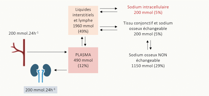 Répartition quantitative du sodium de l'organisme (~3700 mmol total) entre plasma (490 mmol, 12 %), liquides interstitiels et lymphe (1960 mmol, 49 %), sodium osseux échangeable et tissu conjonctif (200 mmol, 5 %), sodium osseux non échangeable (1150 mmol, 29 %) et sodium intracellulaire (200 mmol, 5 %), avec entrée et sortie de 200 mmol/24 h