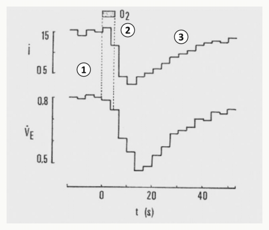 Enregistrement expérimental du débit ventilatoire V̇E et de l'intensité stimulus (i) au cours d'une hypoxie aiguë, montrant les 3 phases : ① ventilation de base en normoxie, ② augmentation rapide au début de l'hypoxie (phase excitatrice), ③ baisse secondaire puis remontée progressive (phase d'adaptation), en fonction du temps (s).