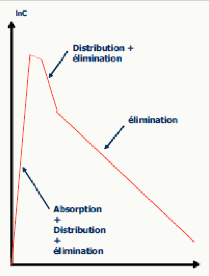 LnC en fonction du temps distribution + élimination droite