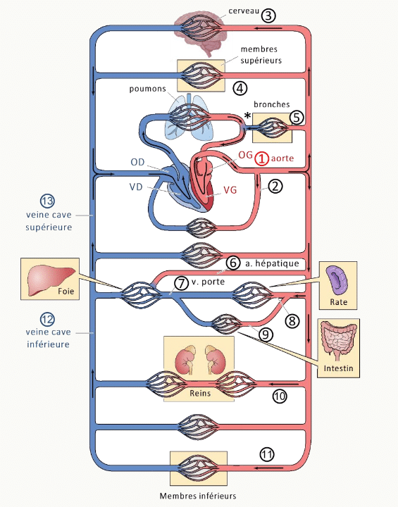 Réseau circulatoire fonctionnel montrant les circuits parallèles vers les poumons, le foie (circulation porte), les reins et les membres inférieurs, avec numérotation des segments.