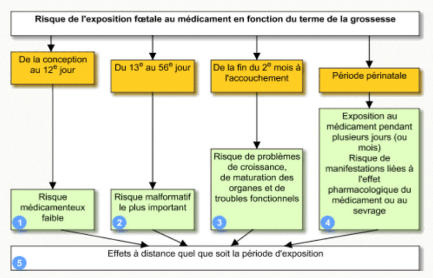 Risque exposition médicament grossesse selon terme et tératogenèse