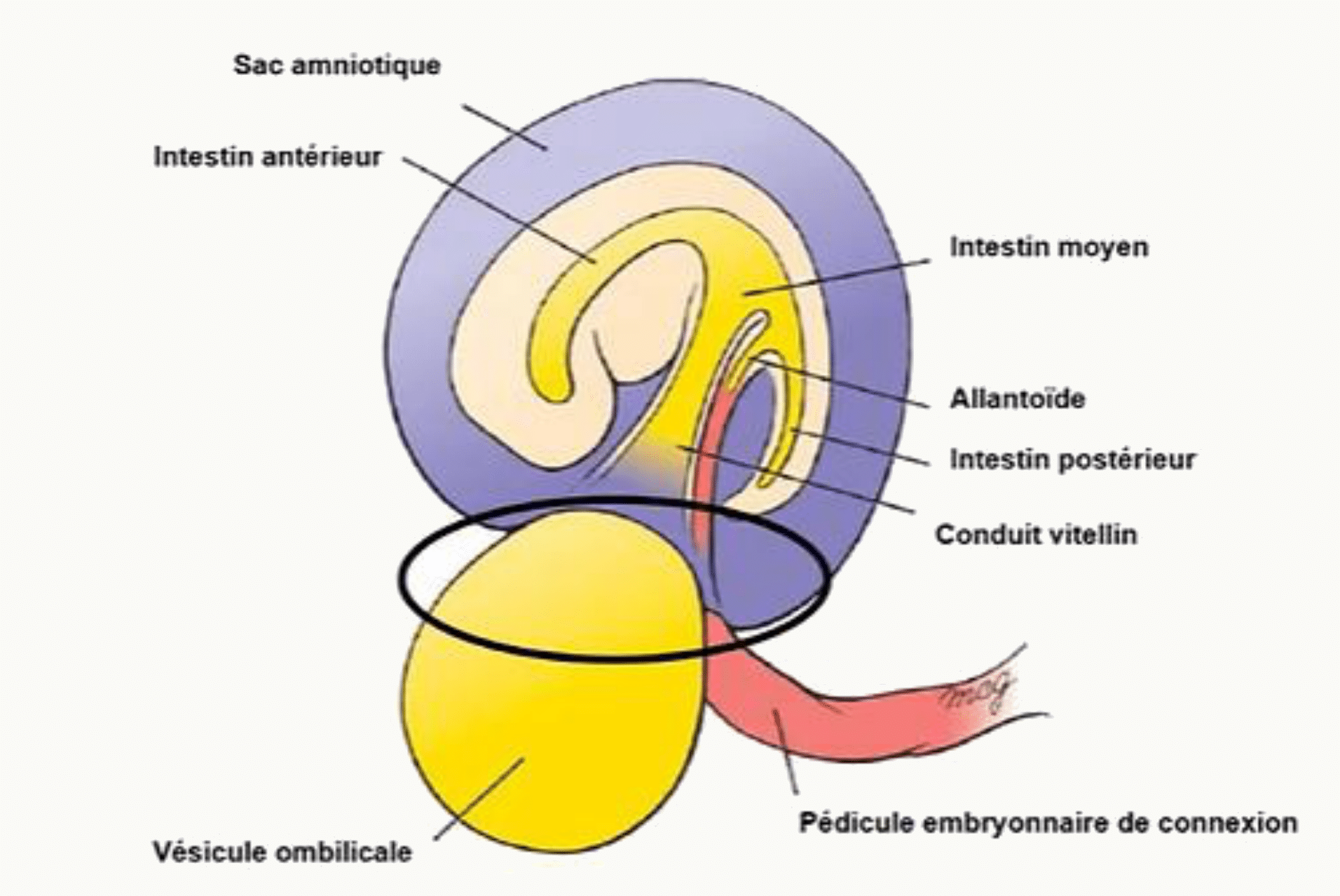 Sac amniotique, allantoïde et conduit vitellin de l'embryon
