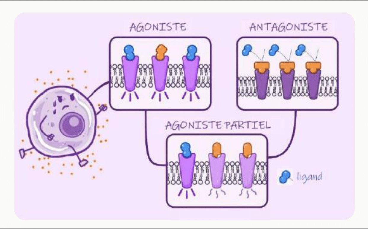Trois cas de liaison : agoniste, antagoniste, agoniste partiel