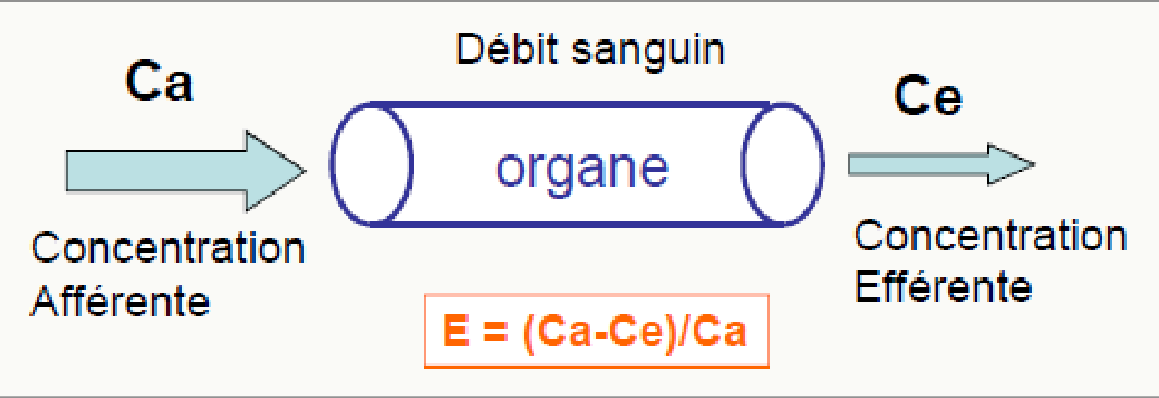 Schéma organe débit sanguin Ca Ce coefficient extraction