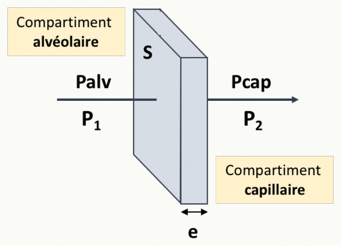 Schéma de la diffusion alvéolo-capillaire montrant les paramètres de la loi de Fick (surface, épaisseur, gradient de pression) au niveau de la membrane alvéolo-capillaire.