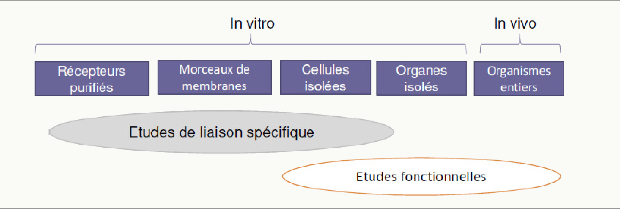Études de liaison spécifique vs études fonctionnelles