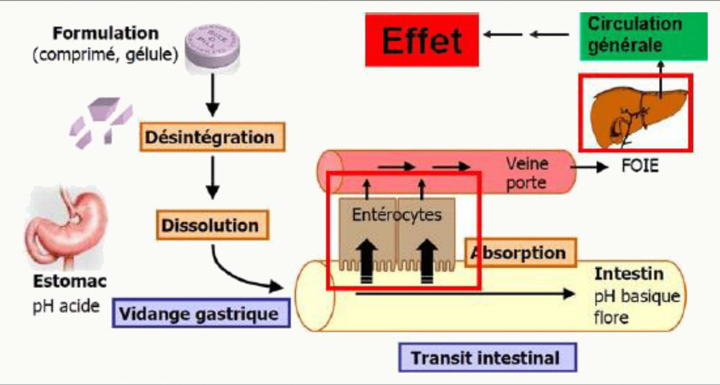 Formulation → dissolution → absorption → foie → circulation
