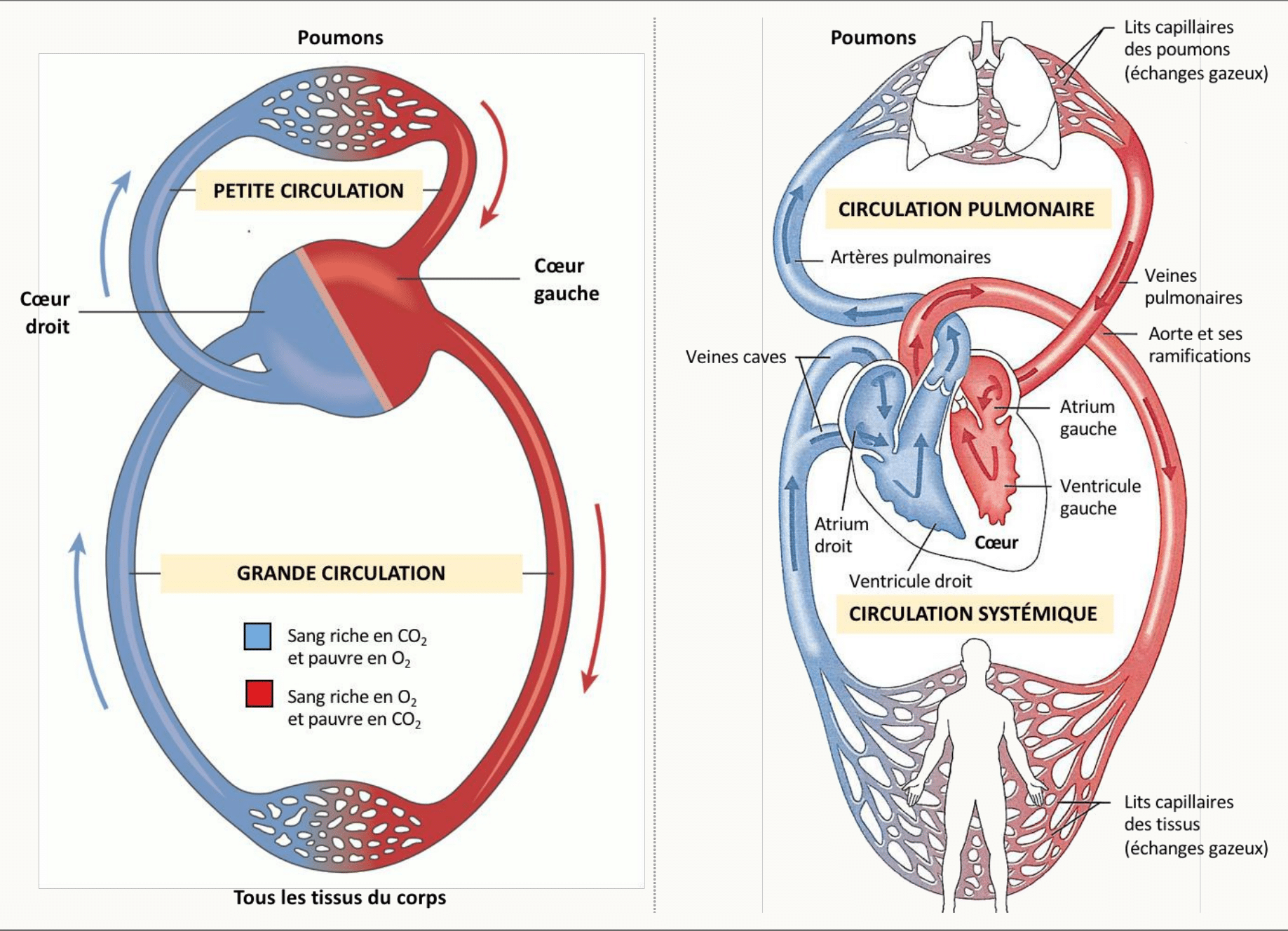 Schéma de la petite circulation pulmonaire et de la grande circulation systémique avec le cœur au centre, artères en rouge et veines en bleu