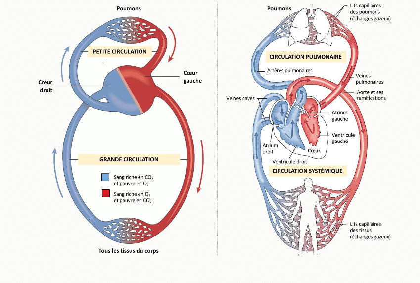 Schéma de la petite circulation pulmonaire (cœur droit → poumons → cœur gauche) et de la grande circulation systémique (cœur gauche → organes → cœur droit), avec artères en rouge et veines en bleu.
