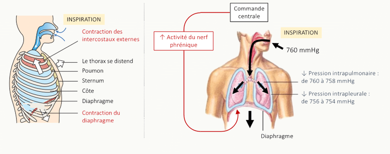 Schéma composite montrant à gauche la commande centrale vers le nerf phrénique déclenchant l'inspiration, et à droite une coupe pleurale avec côtes, pression intrapleurale négative, fluide pleural, plèvre viscérale et pariétale, diaphragme, et flèches de distension et rétraction.