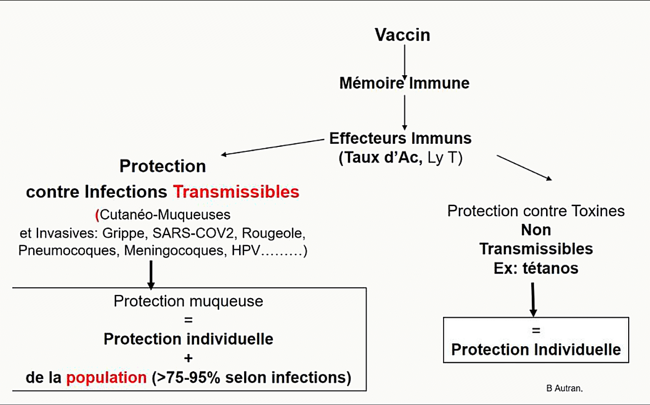 Schéma de la double protection vaccinale : mémoire immune et effecteurs immuns, protection individuelle contre les toxines non transmissibles (tétanos), protection de population contre les infections transmissibles (grippe, SARS-CoV-2, rougeole, HPV) avec seuil 75-95 % selon les pathogènes