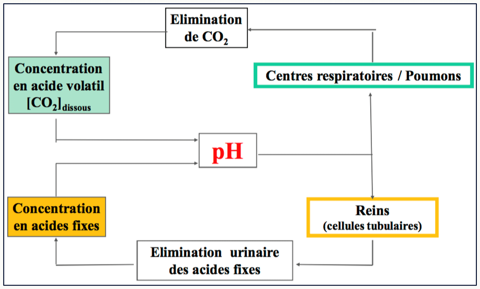 Schéma d'ensemble : les poumons contrôlent la PCO₂, les reins la [HCO₃⁻], le pH résulte des deux via l'équation de Henderson-Hasselbalch.