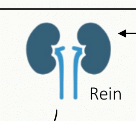 Schéma simplifié des deux reins avec filtration glomérulaire et réabsorption tubulaire