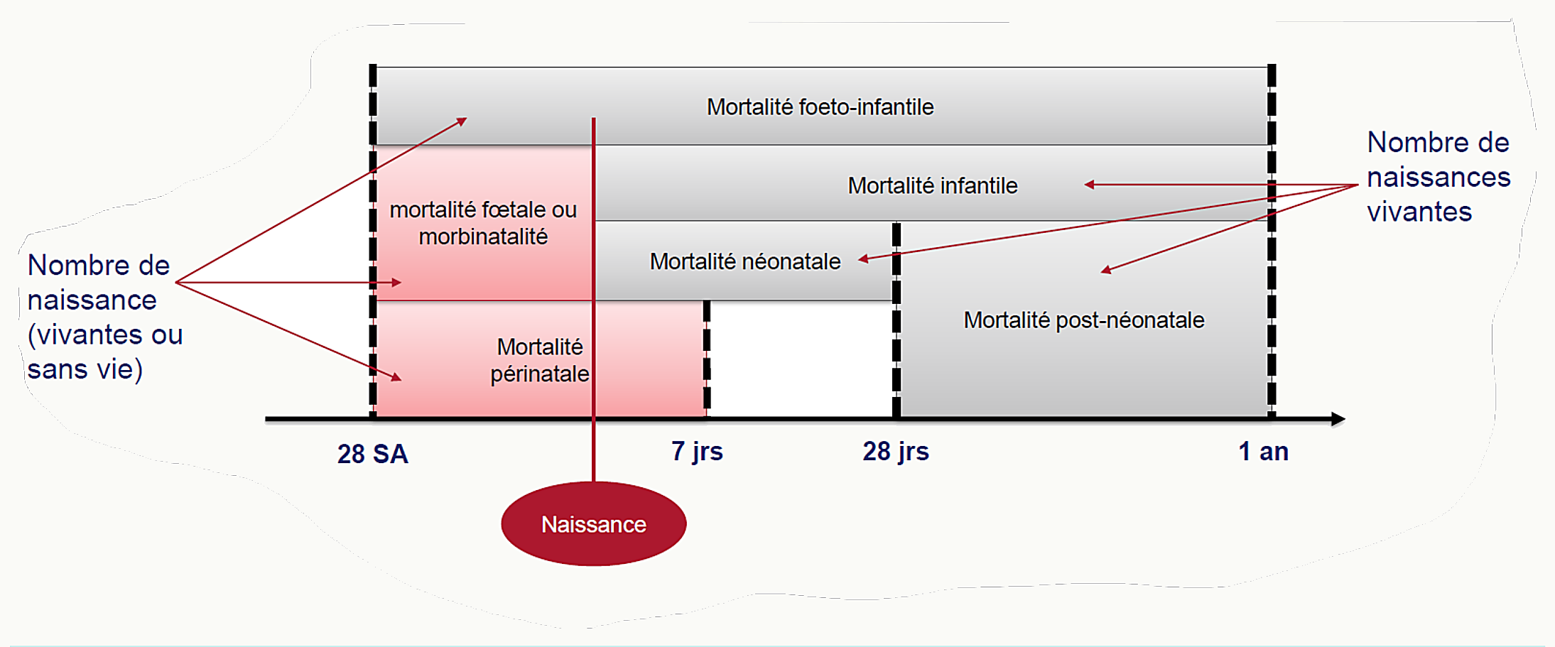 Schéma temporel des différents taux de mortalité infantile, avec repères 28 semaines d'aménorrhée, naissance, 7 jours, 28 jours, 1 an ; mortalité fœtale, néonatale précoce, néonatale, post-néonatale, périnatale
