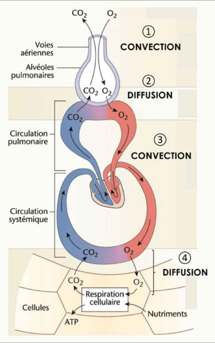 Schéma des 4 étapes du transport de l'O2 alternant convection ventilatoire, diffusion alvéolo-capillaire, convection sanguine et diffusion tissulaire.