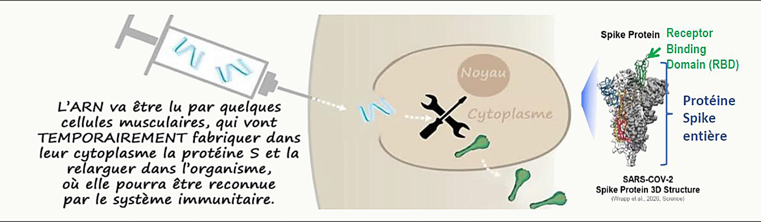Schéma du fonctionnement du vaccin ARNm : injection dans la cellule musculaire, traduction temporaire de la protéine spike du SARS-CoV-2, reconnaissance par le système immunitaire