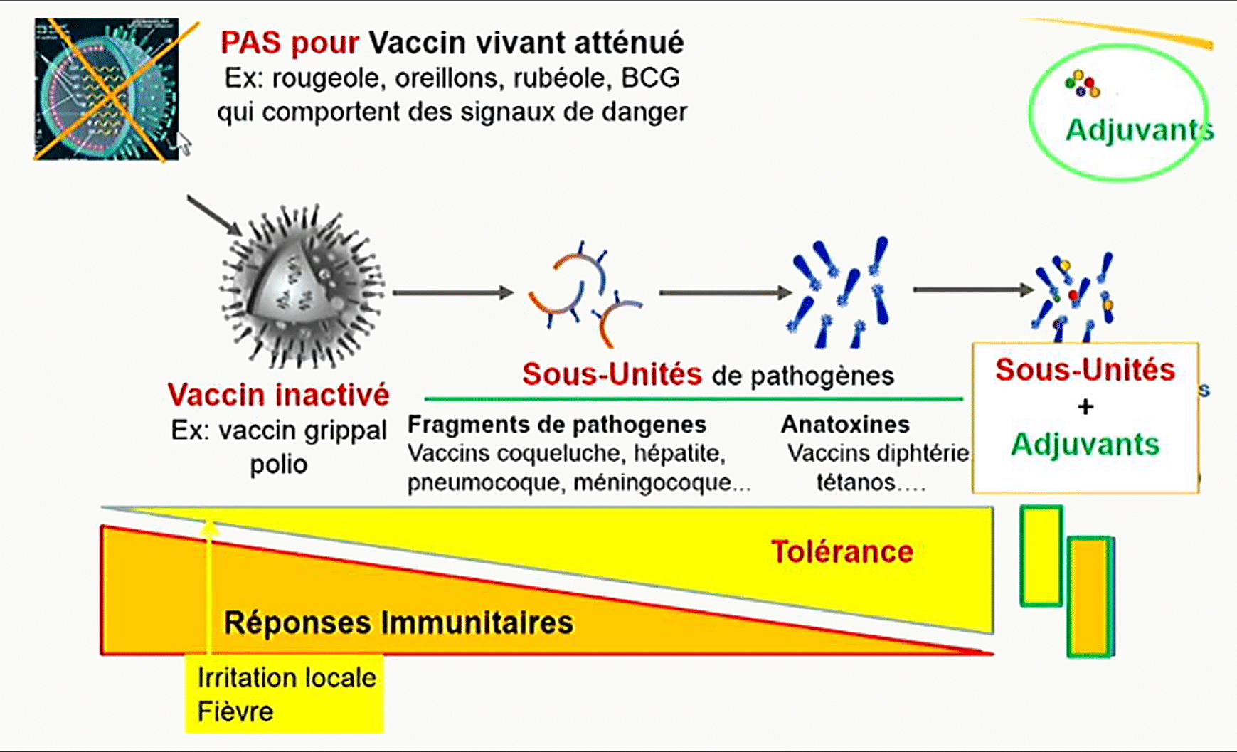 Schéma comparatif d'un vaccin inactivé et d'un vaccin vivant atténué : structure des pathogènes, sous-unités, anatoxines, adjuvants, réponses immunitaires et tolérance ; irritation locale et fièvre à droite