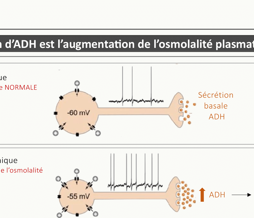 Schéma de la régulation de la sécrétion d'ADH avec neurones sécréteurs, augmentation de l'osmolalité plasmatique, libération d'ADH et effet antidiurétique