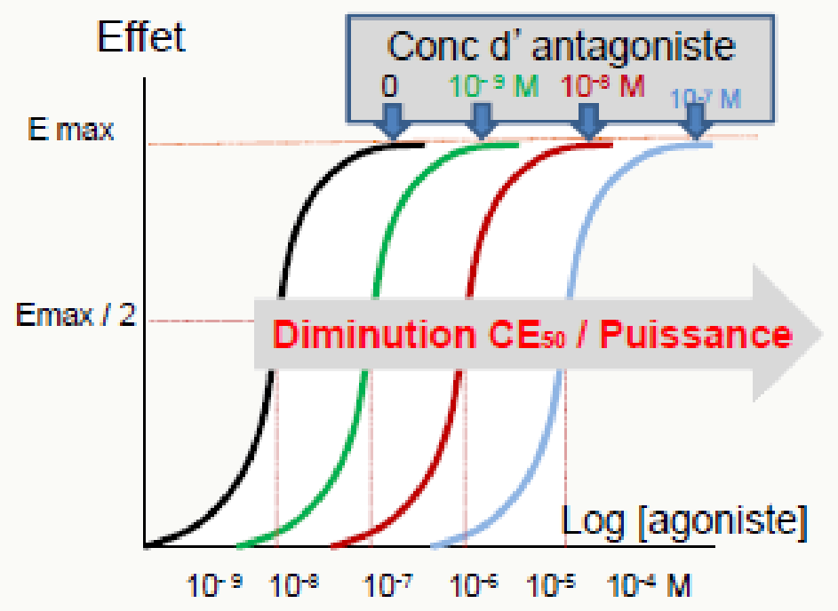 Sigmoïdes agoniste seul + antagoniste concentrations croissantes