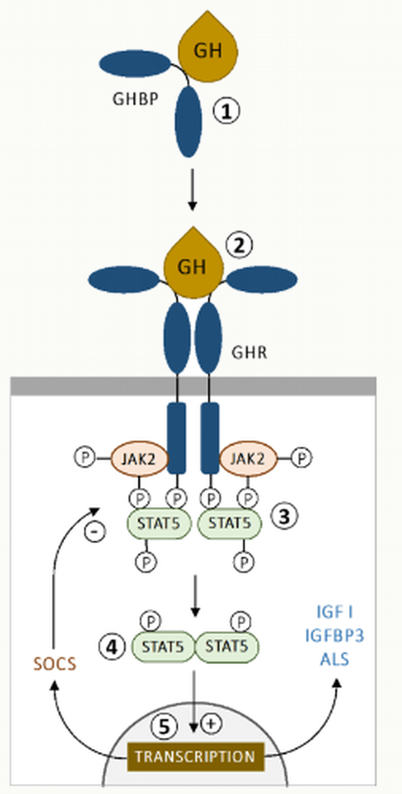 Cascade détaillée GH-GHR-JAK2-STAT5 jusqu'à la transcription d'IGF-I.