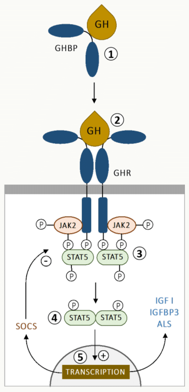 Schéma synthétique cascade JAK/STAT du récepteur GH.