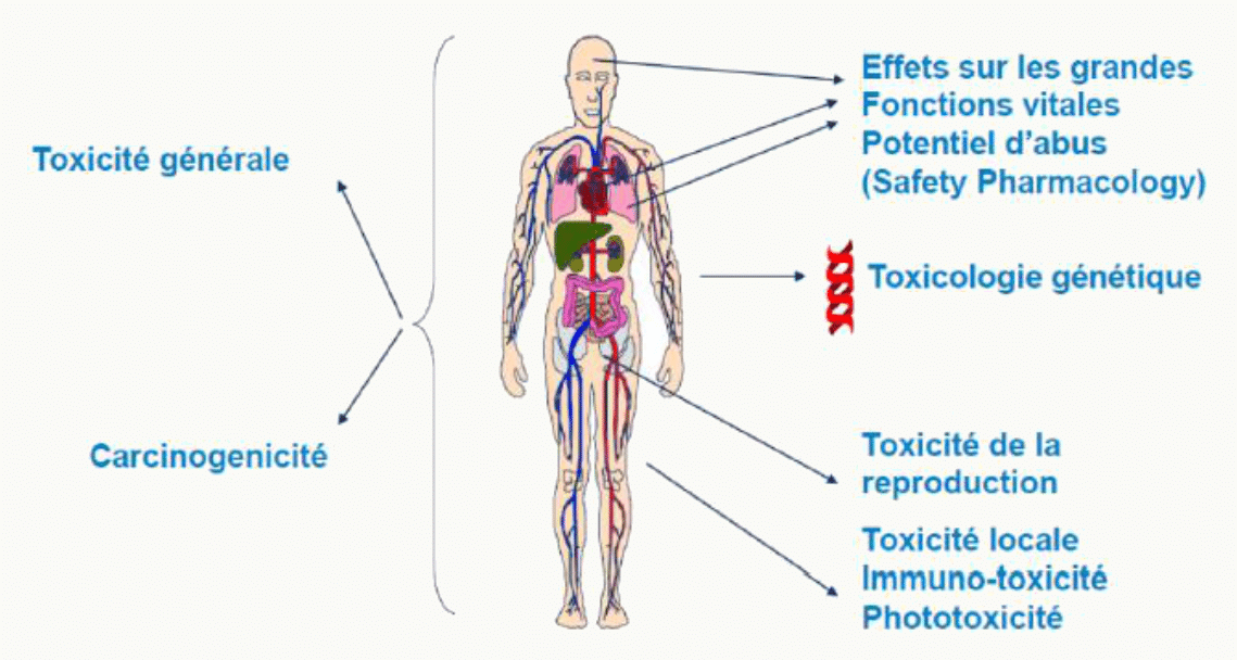 Silhouette humaine avec cibles des études de toxicologie non clinique