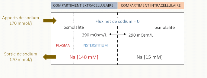 Schéma des compartiments extracellulaire (Na⁺ = 140 mM) et intracellulaire (Na⁺ = 15 mM) à même osmolalité (290 mOsm/L), avec entrées et sorties égales de 170 mmol/j et flux net nul de sodium à travers les membranes cellulaires