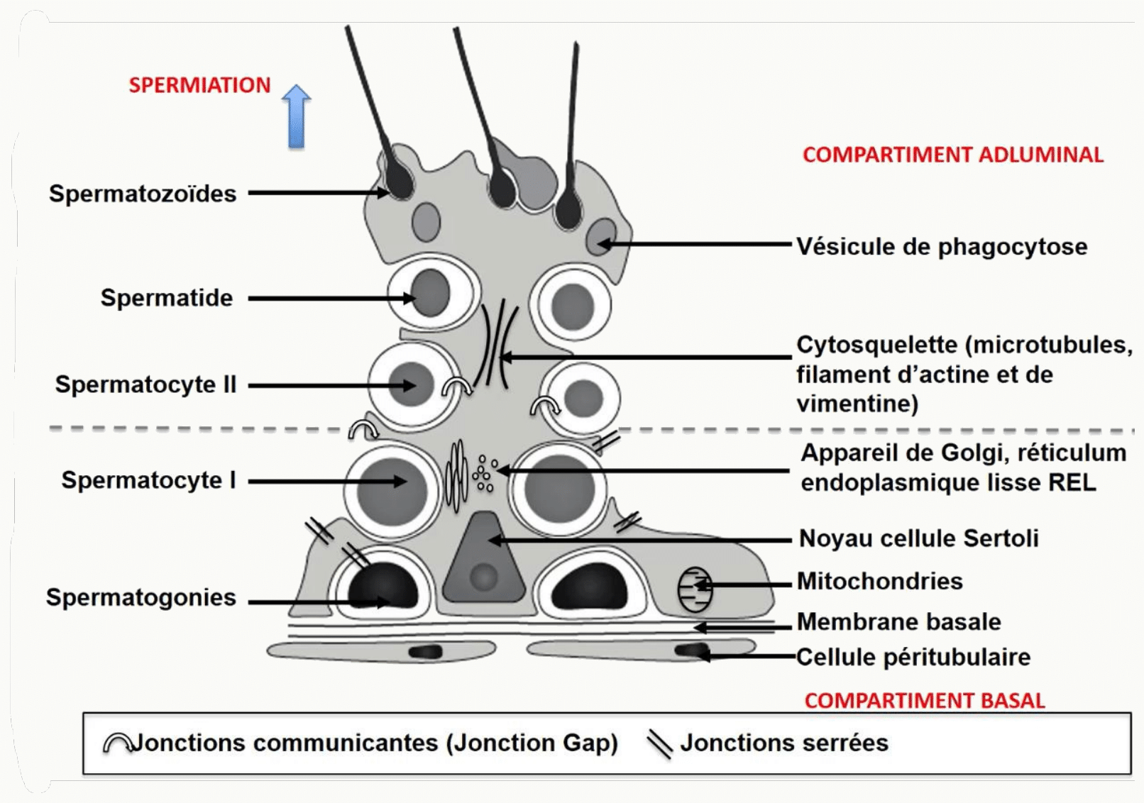Spermatogenèse et compartiments basal et adluminal