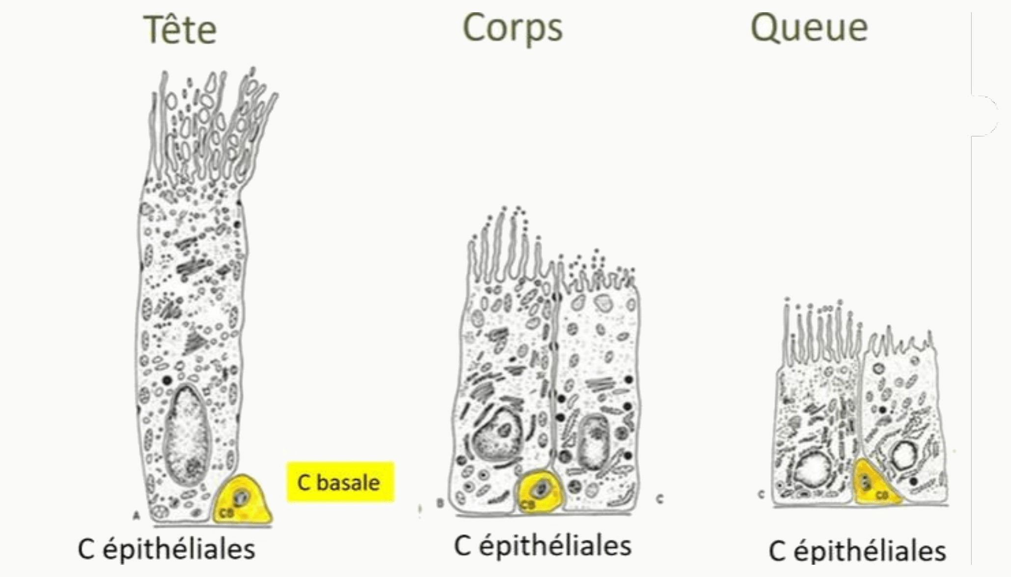 Spermatozoïde : tête, corps et queue