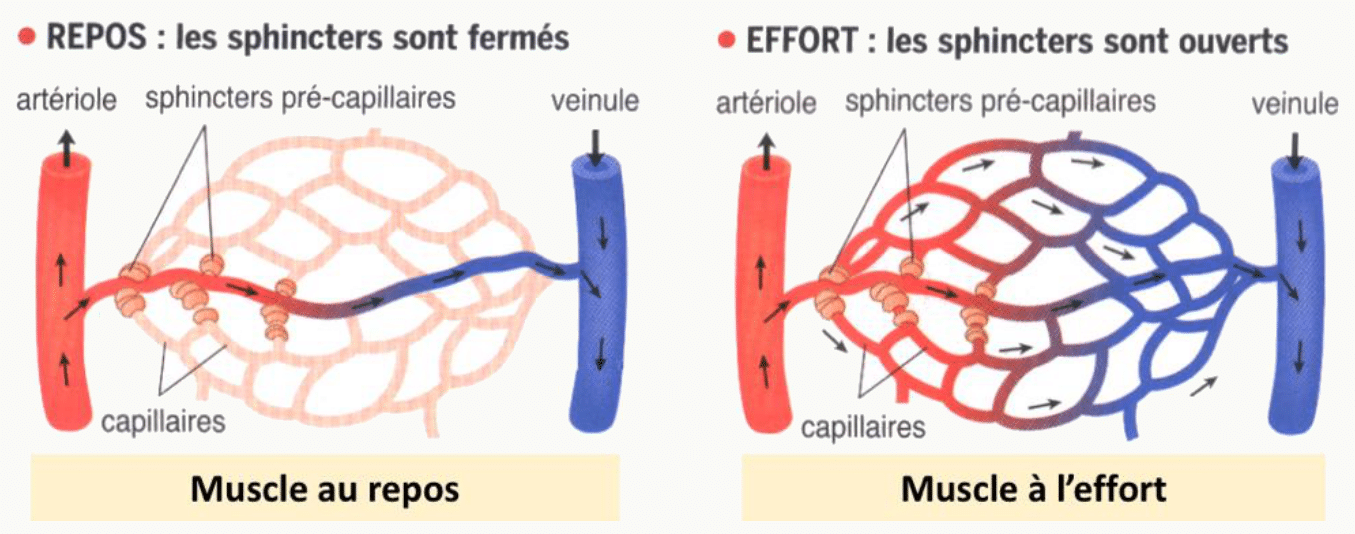 Deux schémas comparatifs de la microcirculation musculaire : à gauche, muscle au repos avec sphincters pré-capillaires fermés (seuls quelques capillaires perfusés) ; à droite, muscle à l'effort avec sphincters ouverts (tous les capillaires ouverts), montrant le recrutement capillaire et l'augmentation de la surface d'échange O₂/CO₂.