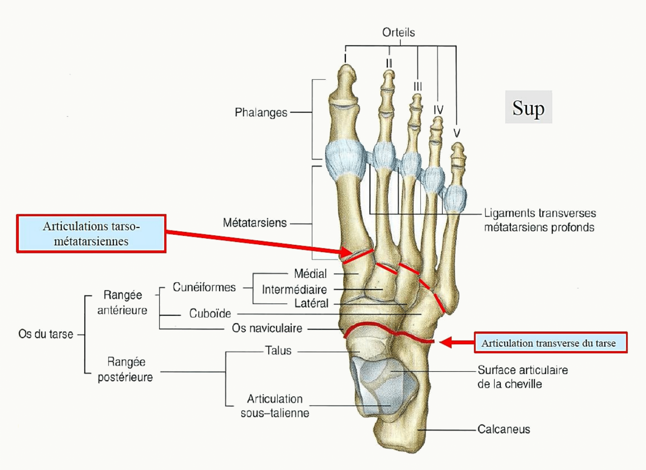 Squelette du pied en vue dorsale : tarse postérieur et antérieur, métatarsiens, phalanges, articulation transverse du tarse