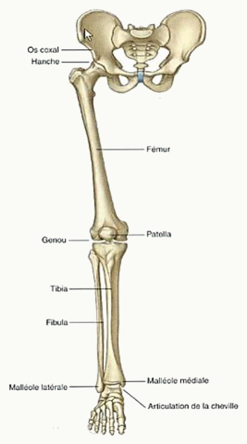 Squelette du membre inférieur en vue antérieure : os coxal, fémur, patella, tibia, fibula et pied
