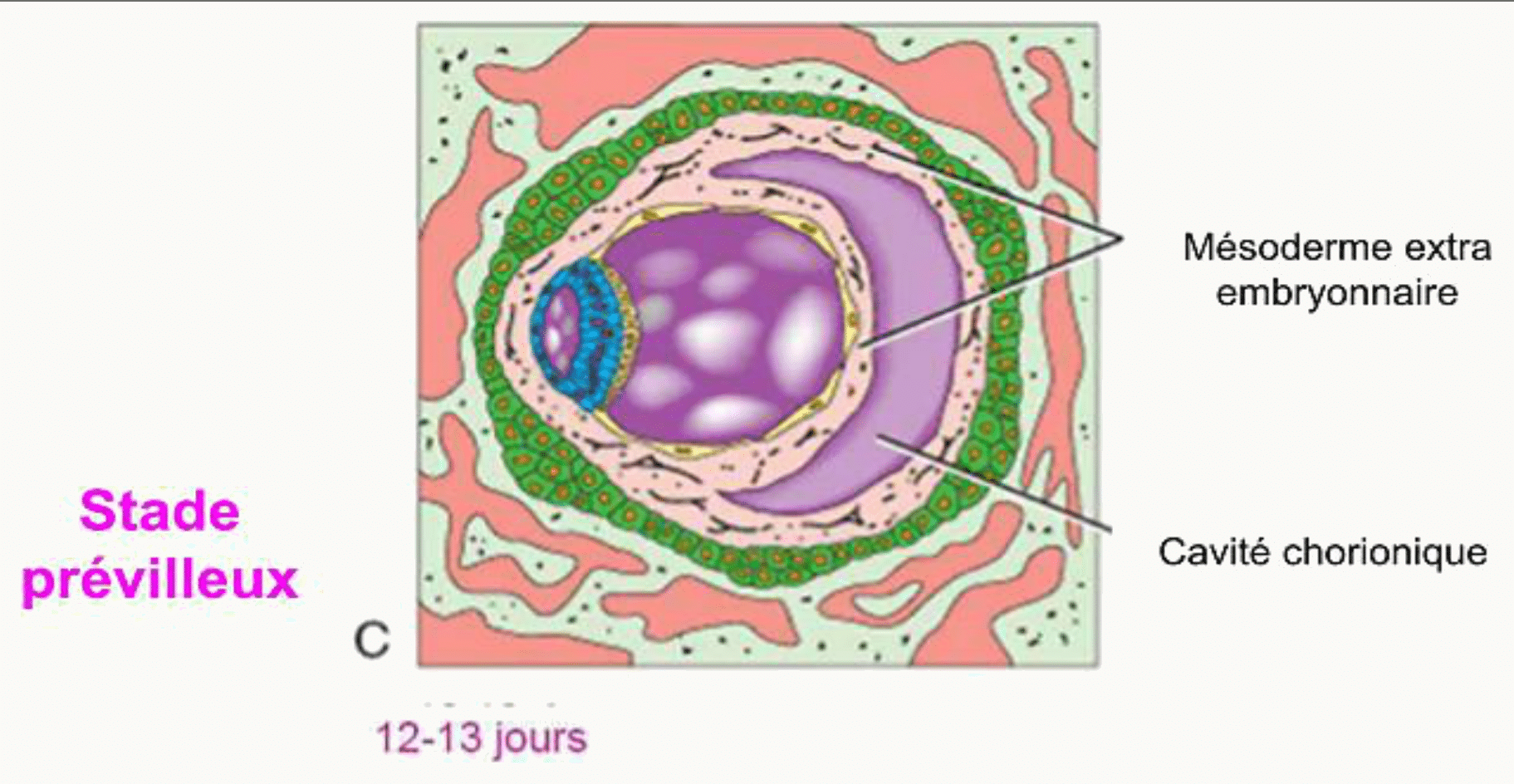 Cavité chorionique en croissant entre les deux feuillets du mésoderme extra-embryonnaire, autour de la vésicule ombilicale définitive