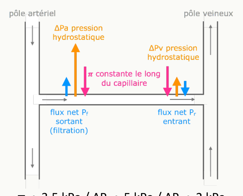Capillaire avec pôle artériel et veineux, filtration nette au pôle artériel, réabsorption nette au pôle veineux