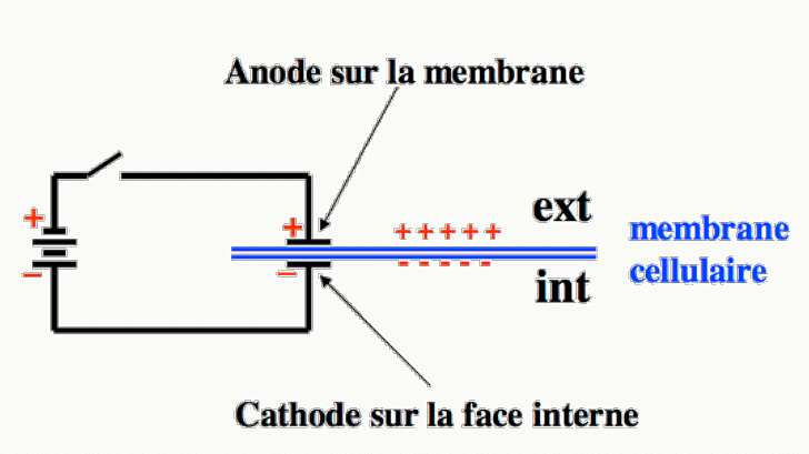 Stimulation d'une membrane cellulaire avec anode sur la face externe et cathode sur la face interne.