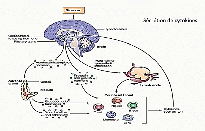 Schéma d'un cerveau recevant un stressor, activation de l'hypothalamus (CRH) et de l'hypophyse (ACTH), stimulation de la surrénale (glucocorticoïdes, noradrénaline), impact sur cellules immunitaires (T, B, NK, monocyte) et sécrétion de cytokines (IL-1) au niveau ganglionnaire