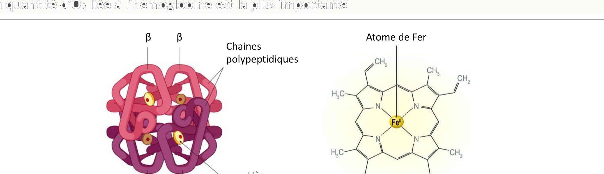 Structure de l'hémoglobine A montrant les 4 chaînes polypeptidiques (2α, 2β), les 4 groupes hème avec leur atome de fer central capable de fixer une molécule d'O2 chacun.