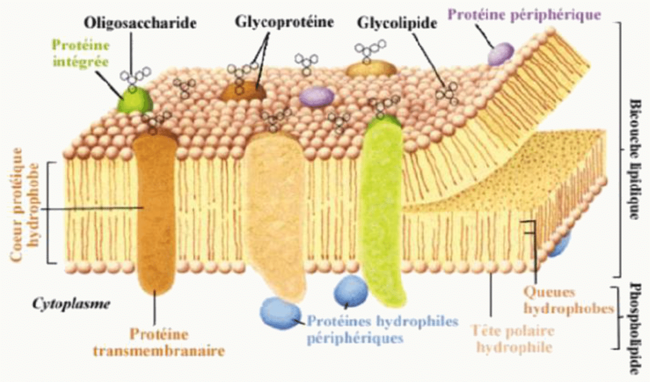Structure membrane bicouche phospholipidique avec protéines