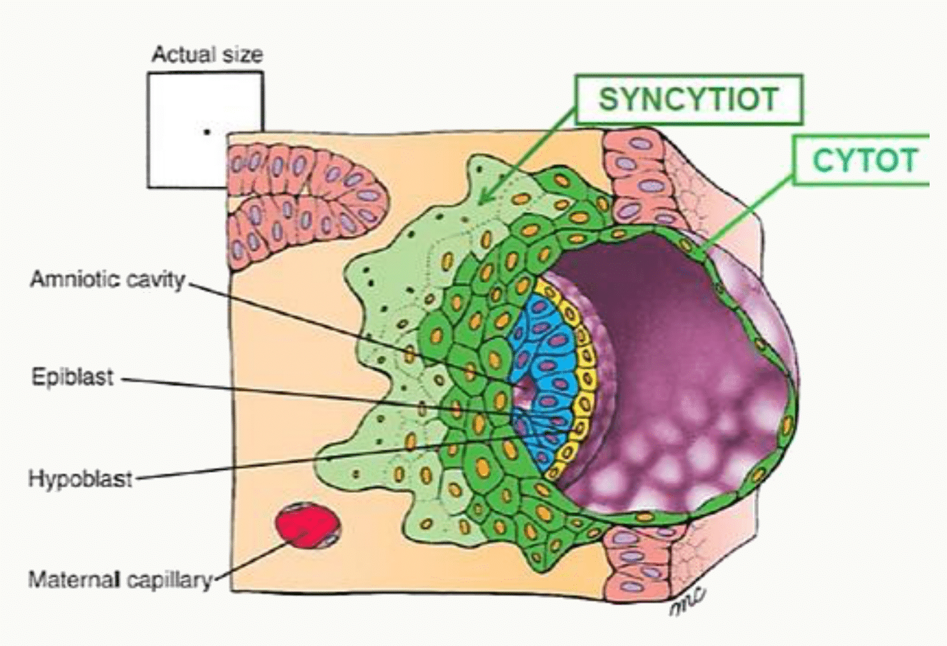 Syncytiotrophoblaste, cytotrophoblaste et capillaire maternel