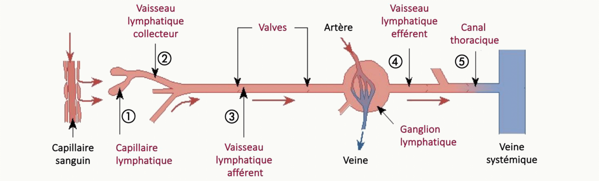 Schéma du système lymphatique montrant les capillaires lymphatiques borgnes, les vaisseaux lymphatiques afférents et efférents, un ganglion lymphatique, les valves anti-reflux, et la connexion au circuit veineux systémique.