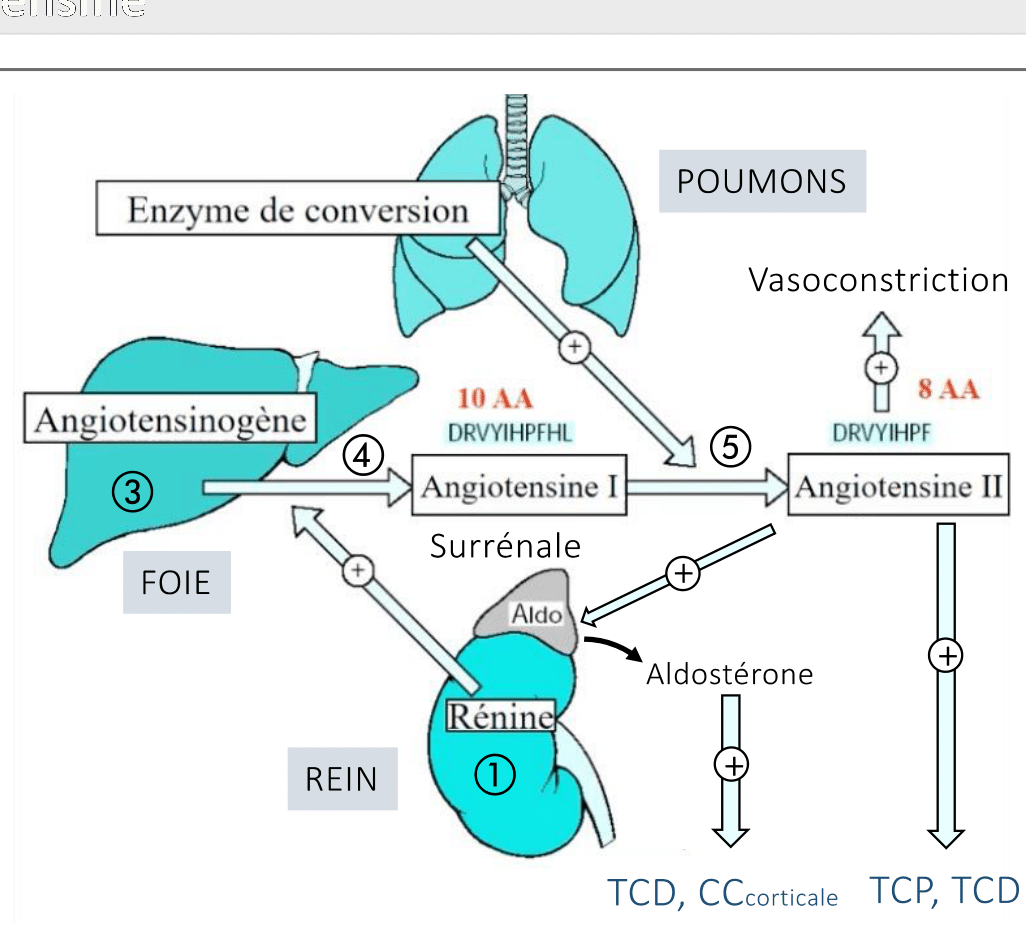 Vue intégrée du SRAA reliant les organes clés : rein (rénine et macula densa), foie (angiotensinogène), poumons (enzyme de conversion produisant l'angiotensine II) et surrénale (aldostérone), avec les effets vasoconstricteurs et rénaux
